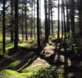 dumfries and galloway forest