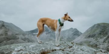 dog friendly holiday in scotland