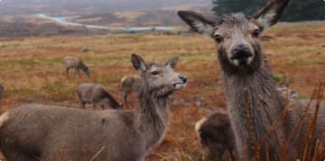 wildlife holidays in scotland